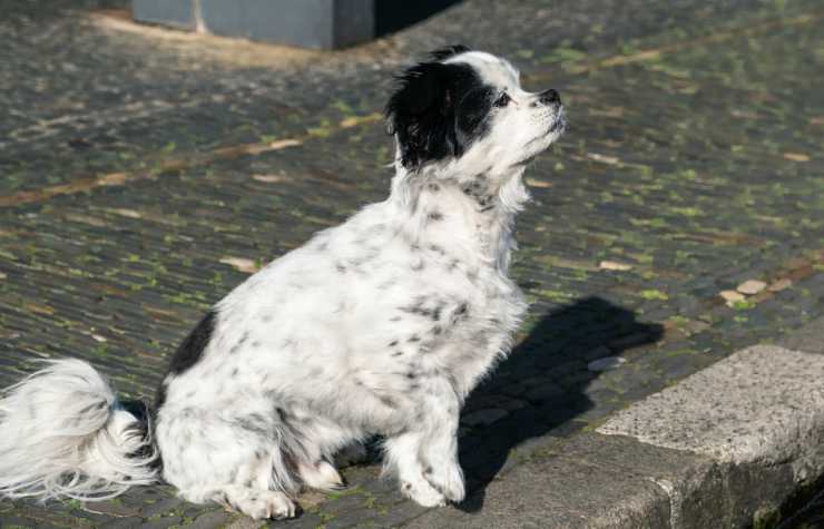 L'attesa del cagnolino (Foto Pixabay)