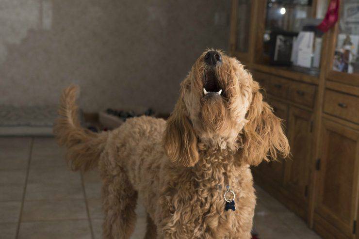 Il cane abbaia alle persone