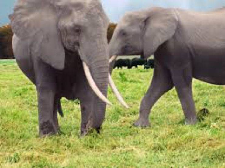 Lascia patrimonio due elefanti