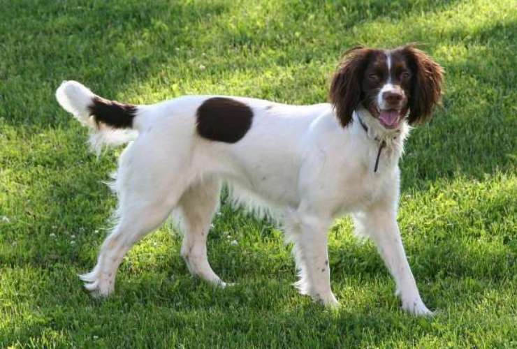 Springer spaniel inglese