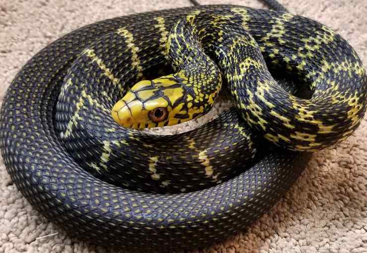 elafe carenata serpente Flickr