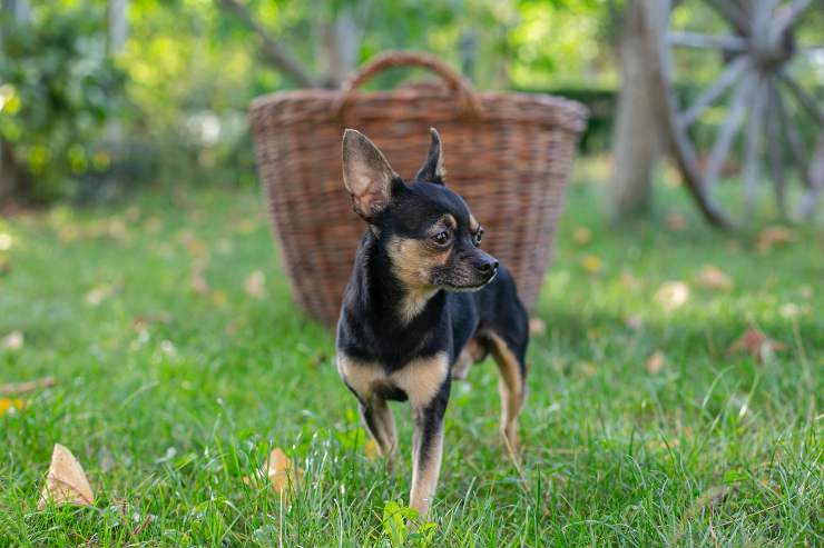 Adottare un chihuahua