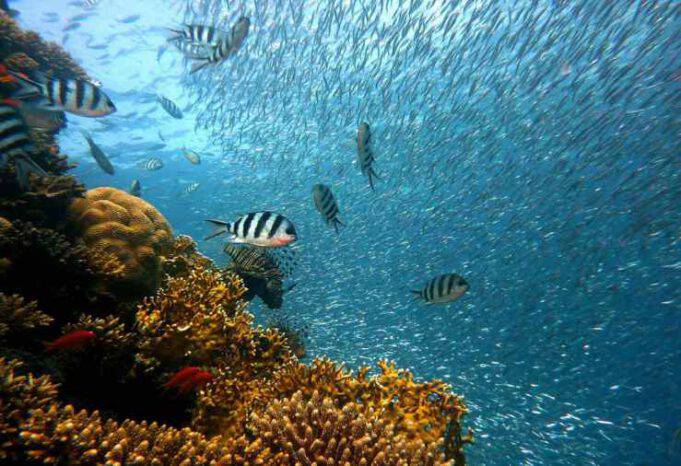 Altro Nome Dei Delfini Di Fiume