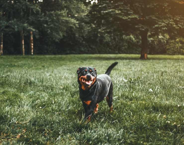 Adottare un Rottweiler