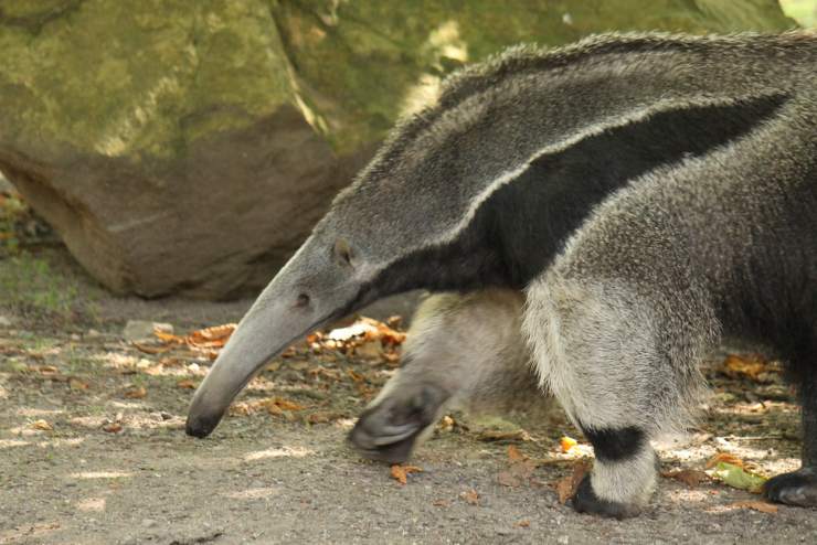 formichiere animali diversi da come li vediamo