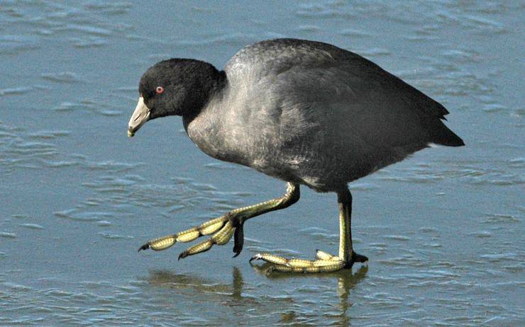 fulica americana flickr