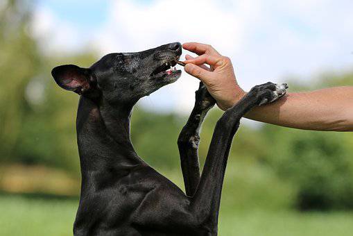 Galgo Espanol adulto