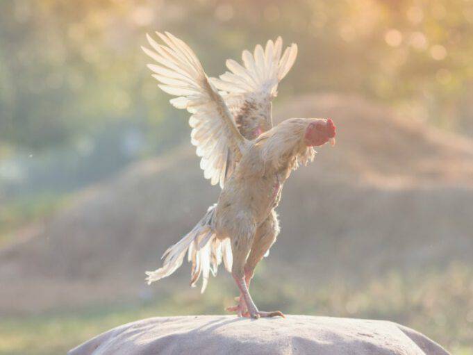 Razze Di Galline Che Non Volano
