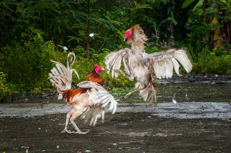 La gallina vola o no