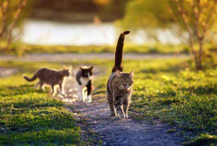 Come segnalare una colonia felina (Foto Adobe Stock)