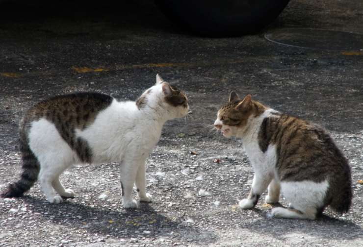 gatti litigano