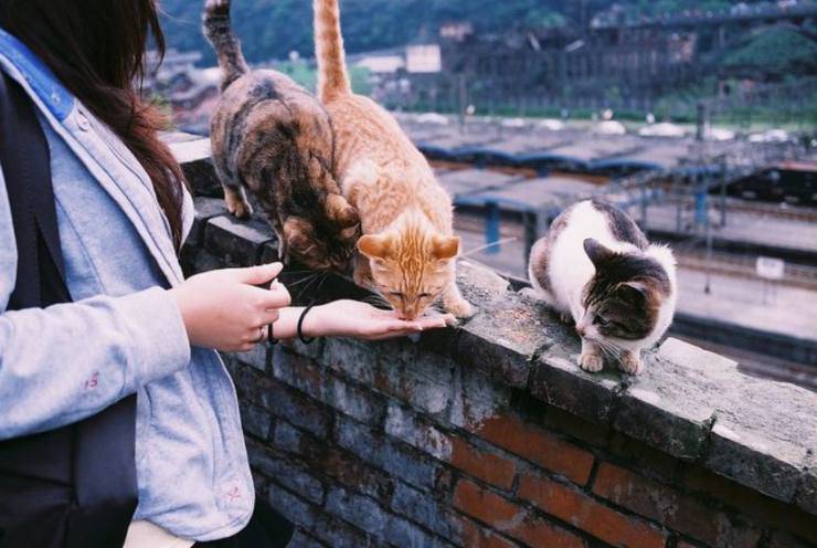 Il gatto può mangiare liquirizia? Rischi e benefici di questo alimento