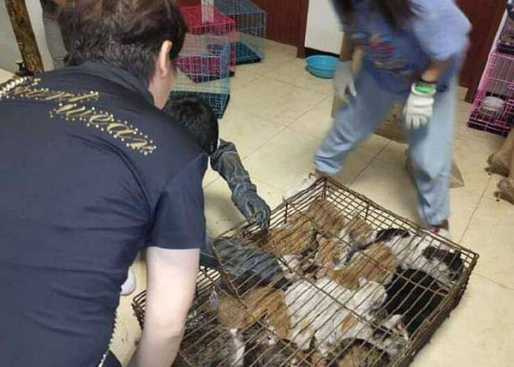 700 gatti salvati in Cina 