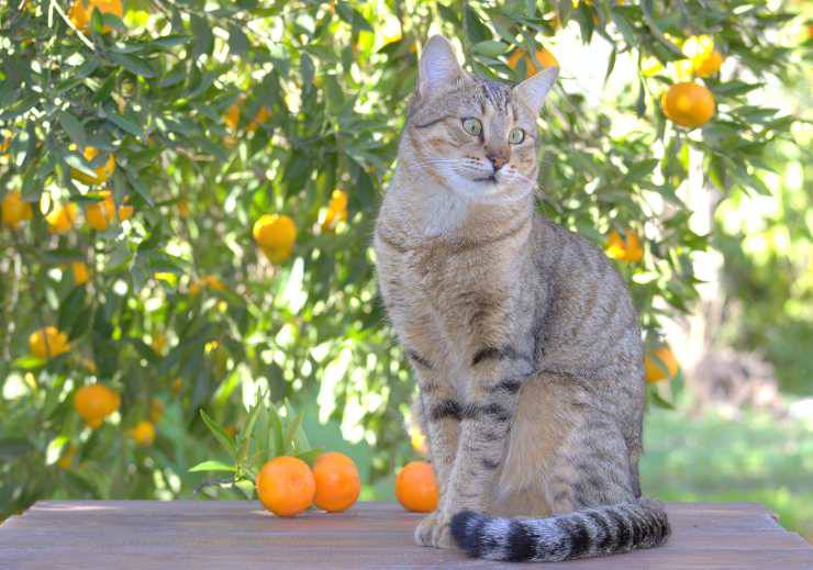 gatto arancia