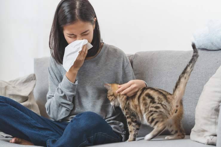 come gestire gli allergeni del gatto in casa