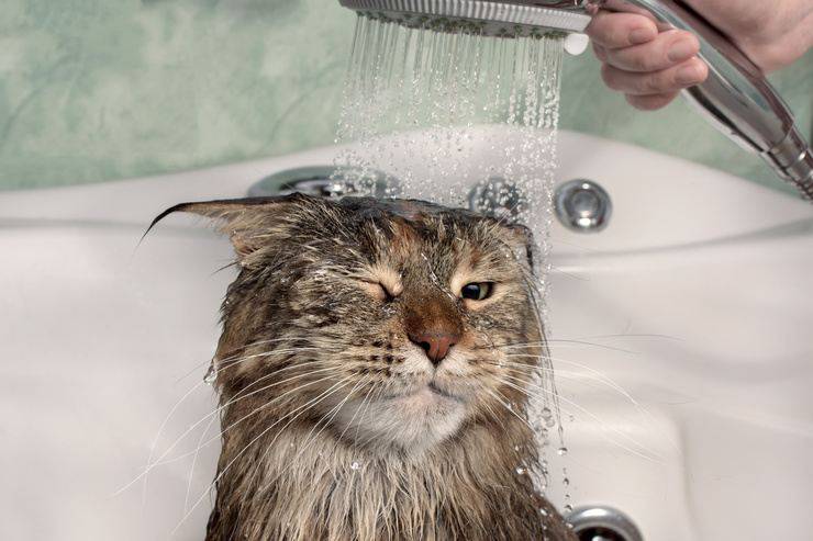 Lavare il gatto in casa (Foto AdobeStock)
