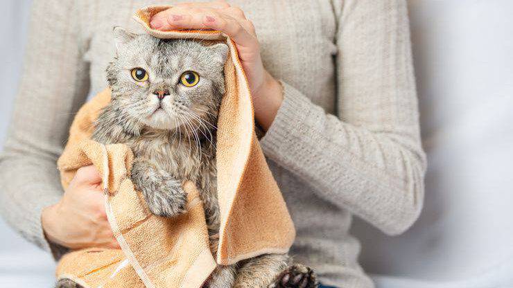 Gatto dopo il bagno