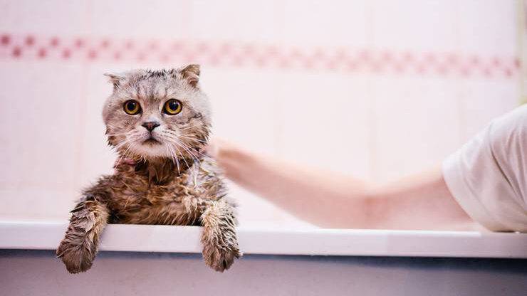 Shampoo al gatto