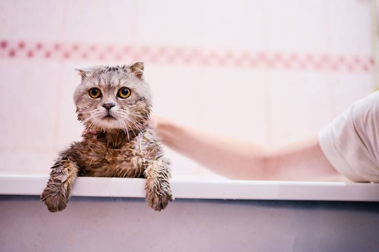 Lavare il gatto in casa (Foto AdobeStock)