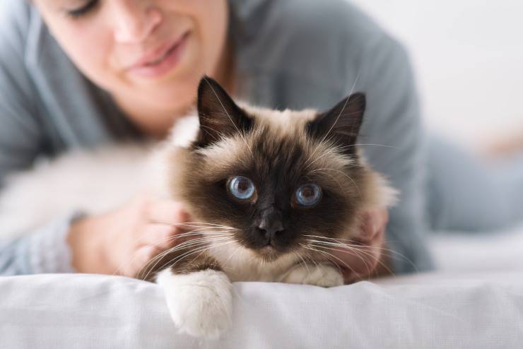 Gatto Birmano (Foto AdobeStock)