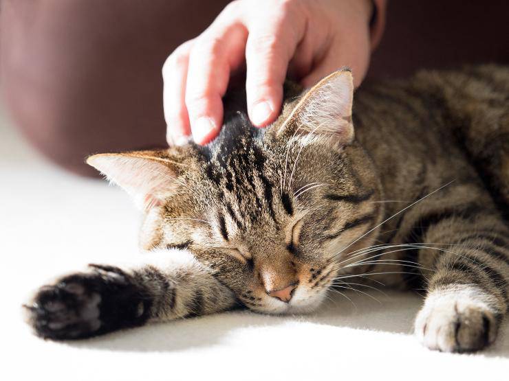 accarezzare gatto che dorme