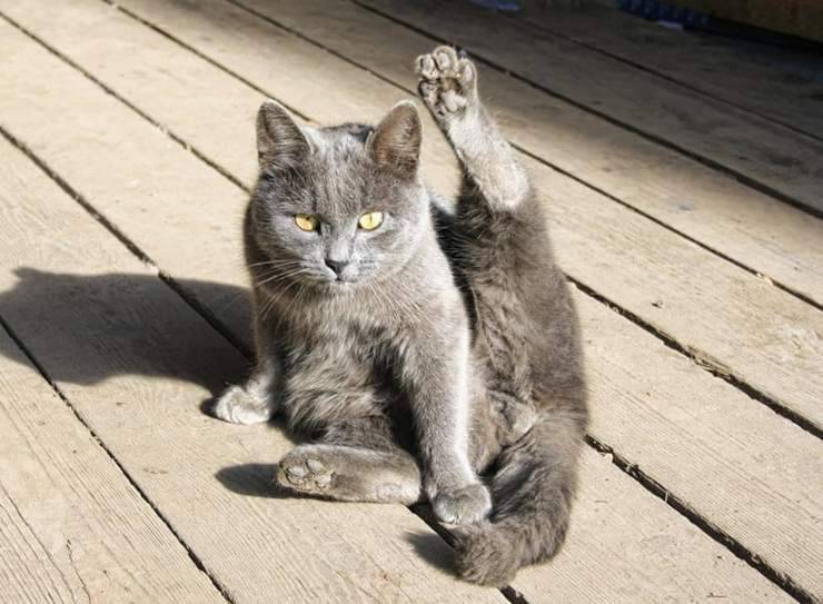 Problemi della pelle nel gatto