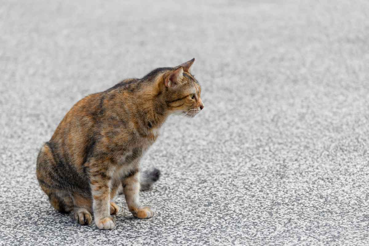 sedere vermi del gatto immagini