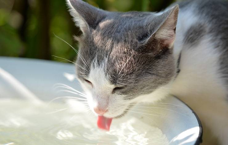 acqua gatto