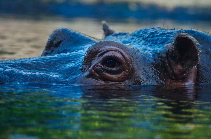 Hippo in acqua