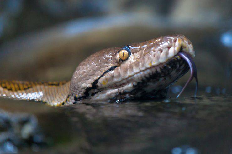 Serpenti che non mangiano roditori