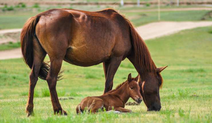 Un piccolo puledro e la sua mamma (Foto Pixabay)