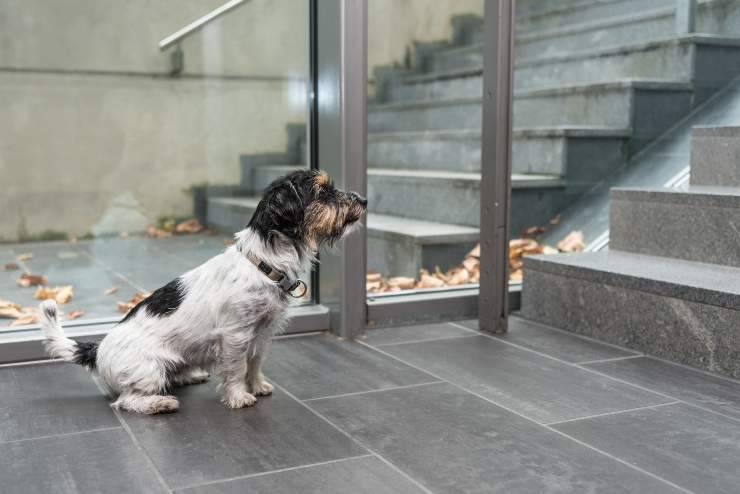 il cane ha paura delle scale