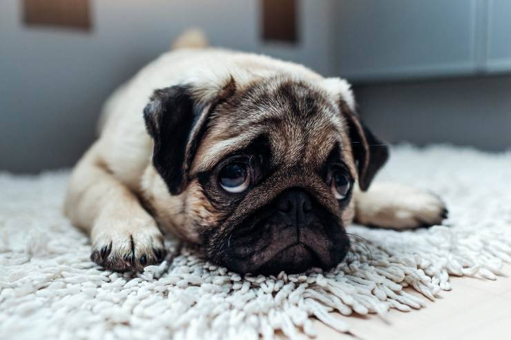 il cane si sente solo senza un altro cane