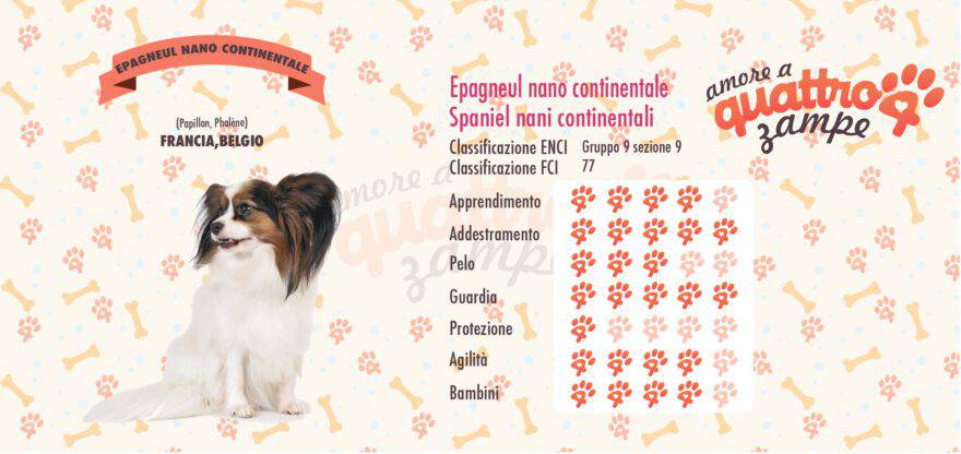 Epagneul nano continentale scheda razza