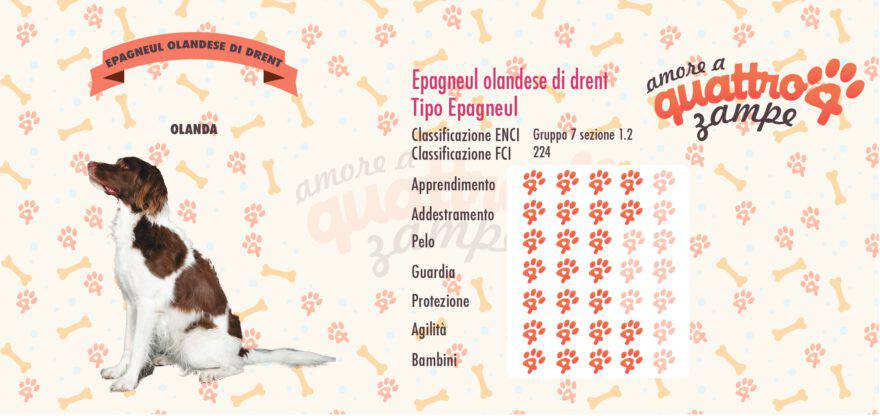 Epagneul olandese di drent scheda razza
