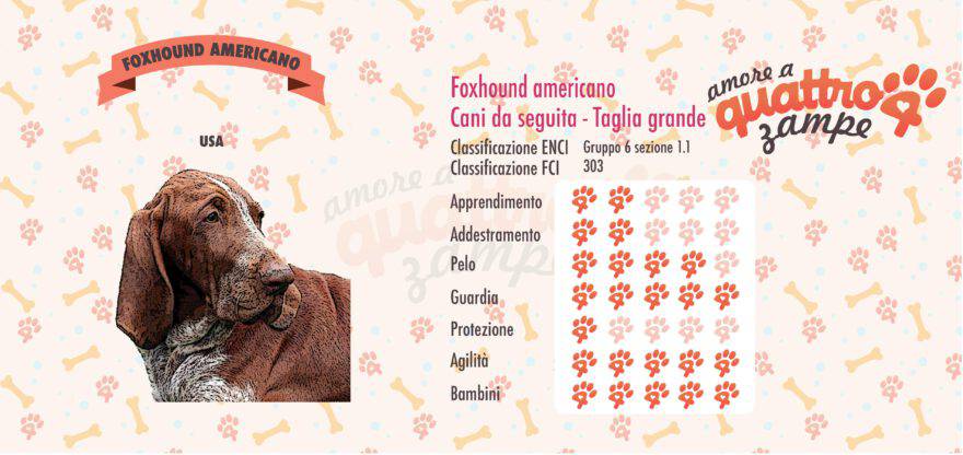 Foxhound americano scheda razza