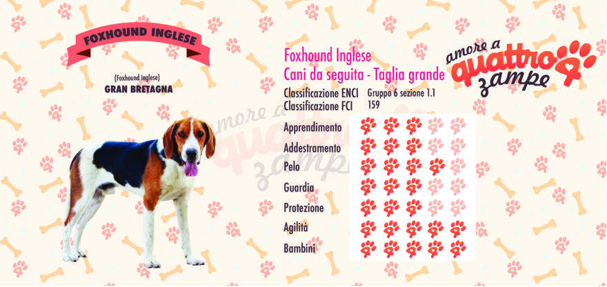 Foxhound inglese scheda razza