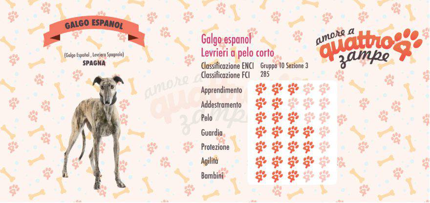 Galgo Espanol scheda razza