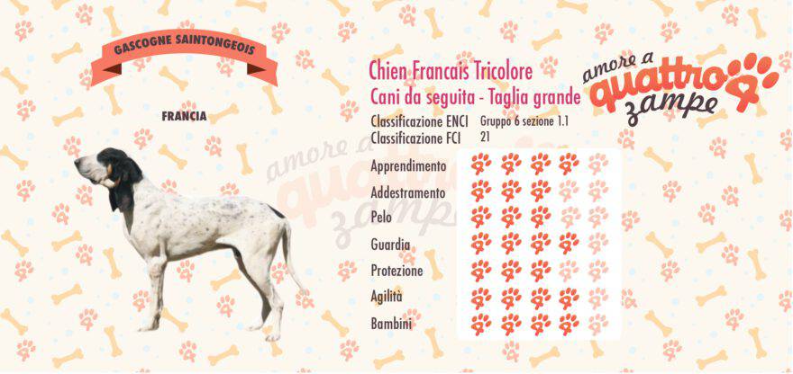 Gascogne Saintongeois scheda razza