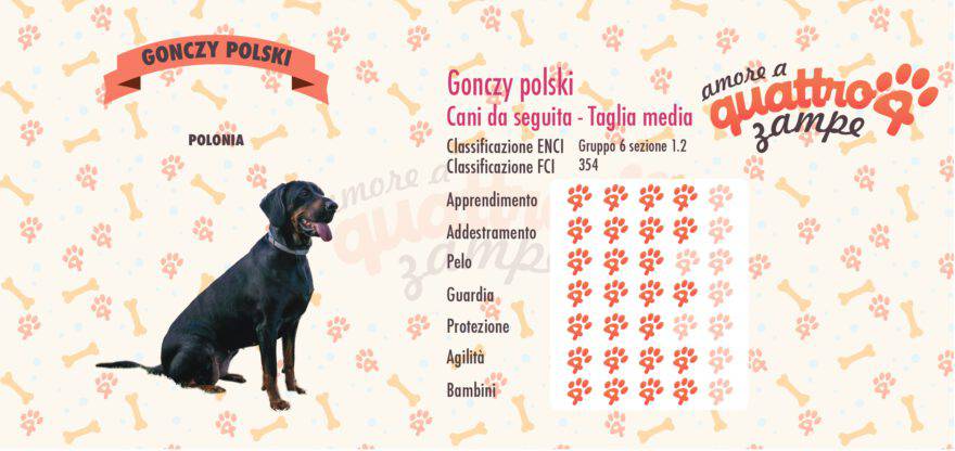 Gonczy Polski scheda razza