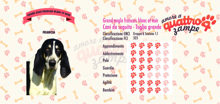 Grand anglo-francais blanc et noir scheda razza