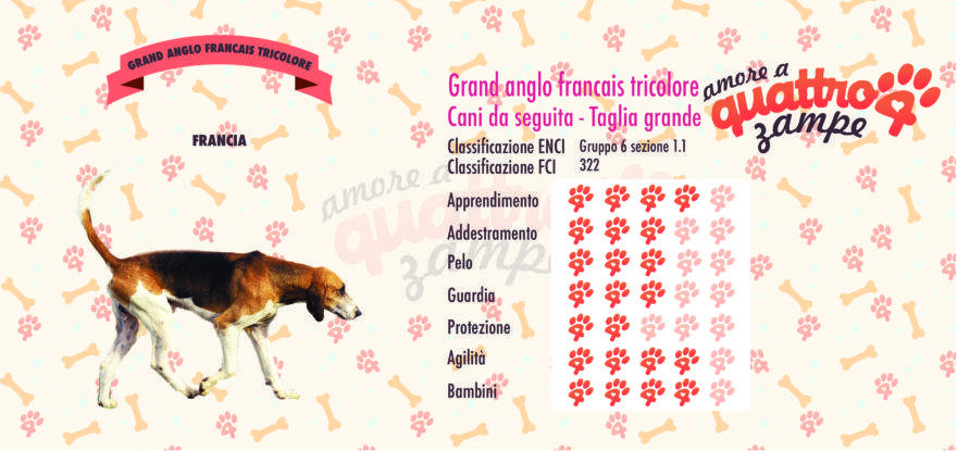 Grand anglo-francais tricolore scheda razza