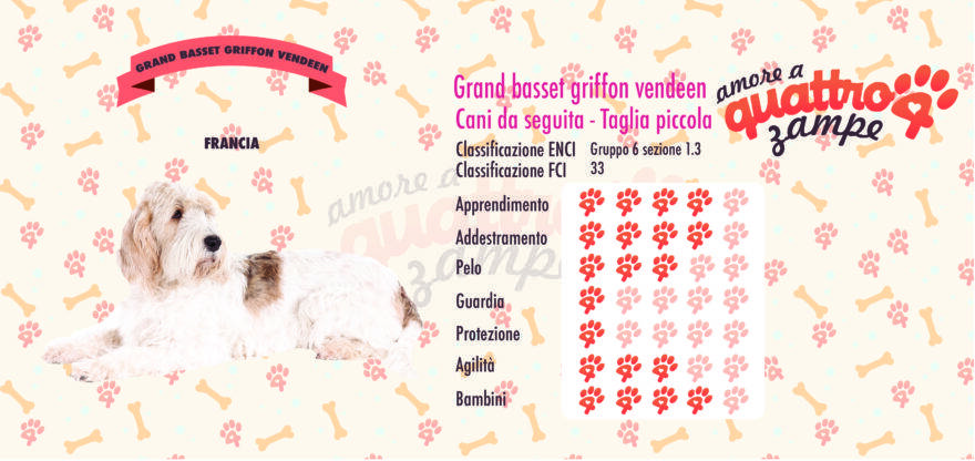 Grand basset griffon vendeen scheda razza