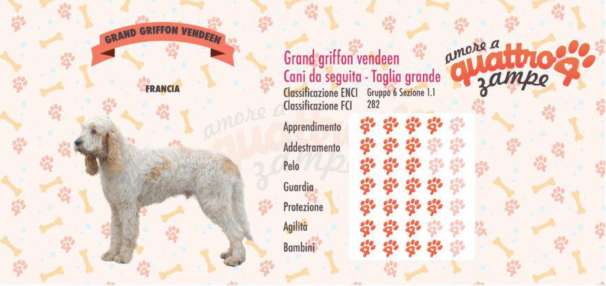 Grand griffon vendeen scheda razza