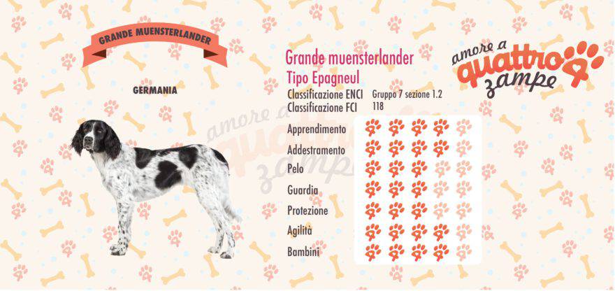 Grande muensterlander scheda razza