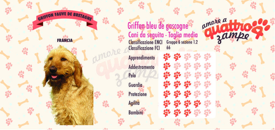 Griffon fauve de bretagne scheda razza