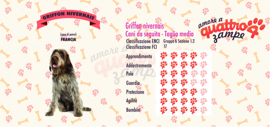 Griffon nivernais scheda razza