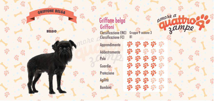 Griffone Belga scheda razza