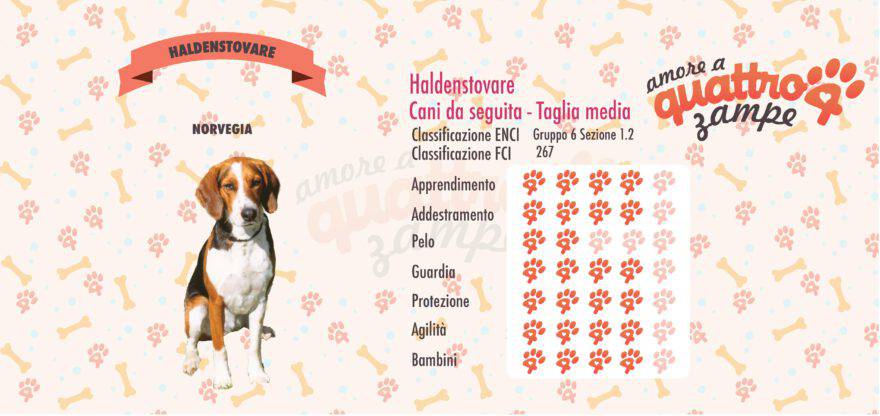 Haldenstovare scheda razza