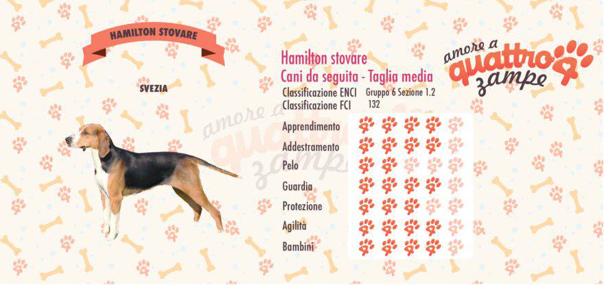 Hamilton stovare scheda razza